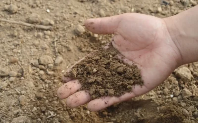 Risiken vermindern mit dem Bodengutachten